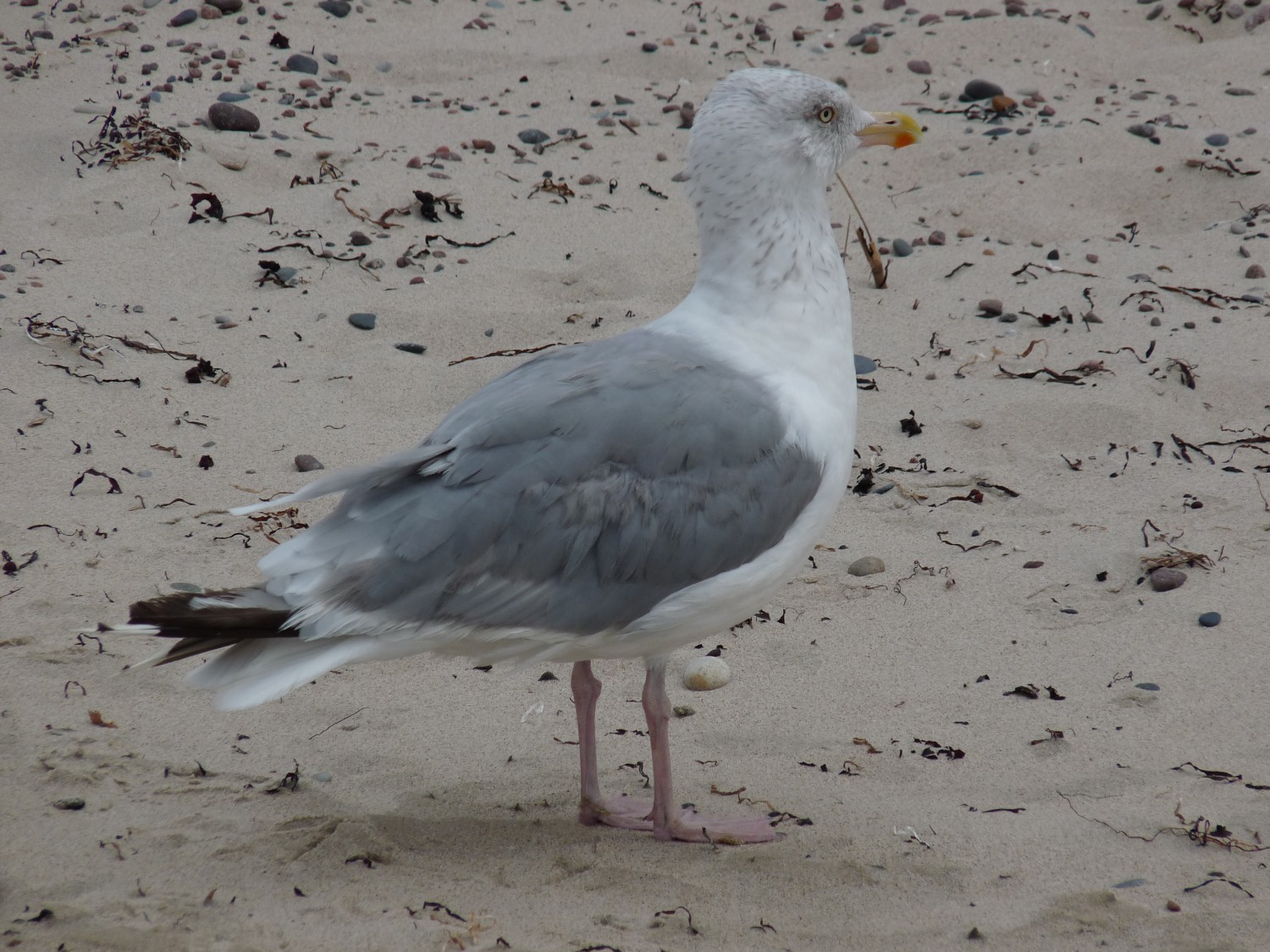 livebirdspoland_5bf750153284be6a79780d1f6ccee173.jpg