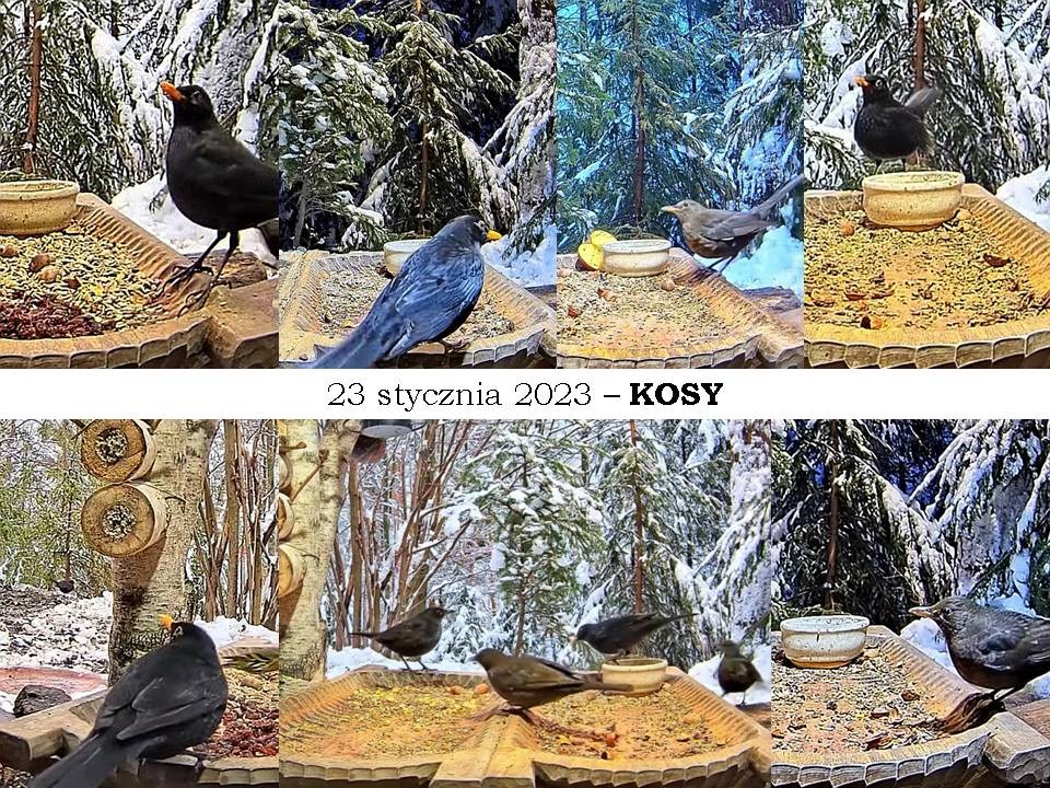 livebirdspoland_00dc19a8b963178886a672253378e7f8.jpg