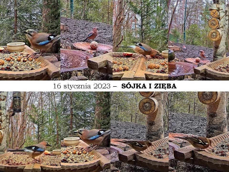 livebirdspoland_621159316acac4ece90dafa443679988.jpg