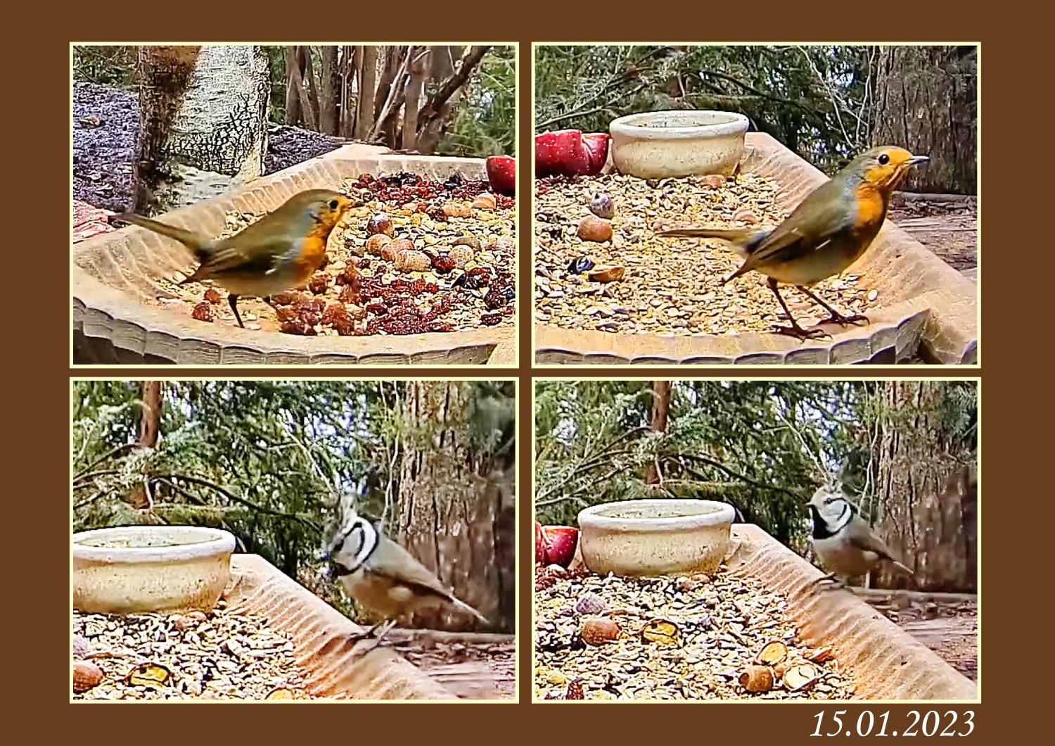 livebirdspoland_a98a077dcf8b44473c45b630c9417cd0.jpg
