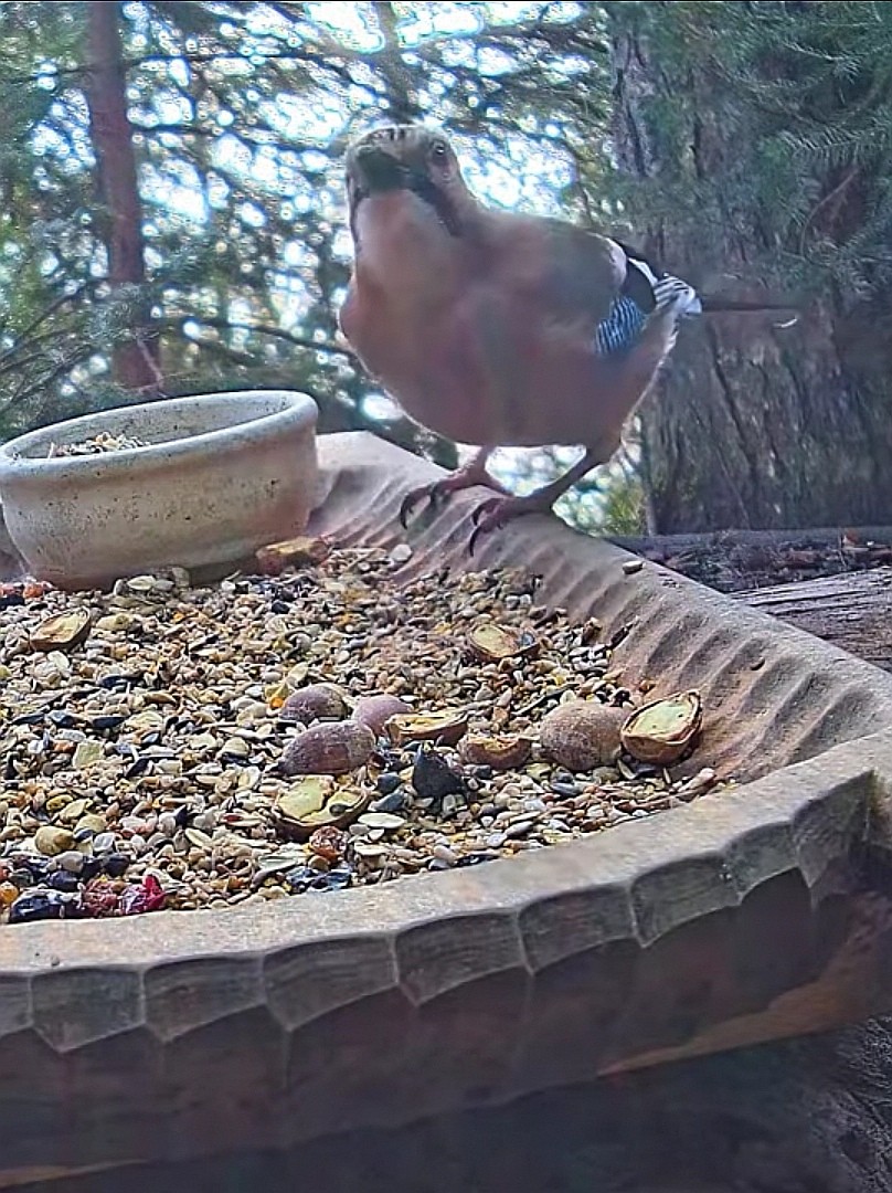 livebirdspoland_309d0e378e273343d73f0d8d0e1d8fb1.jpg