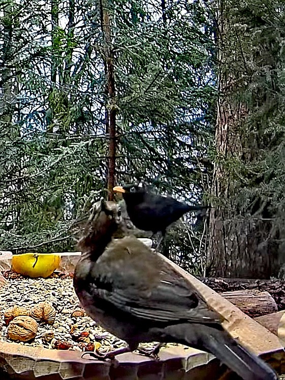 livebirdspoland_53e6d11824c38b431f5638aab2b90215.jpg