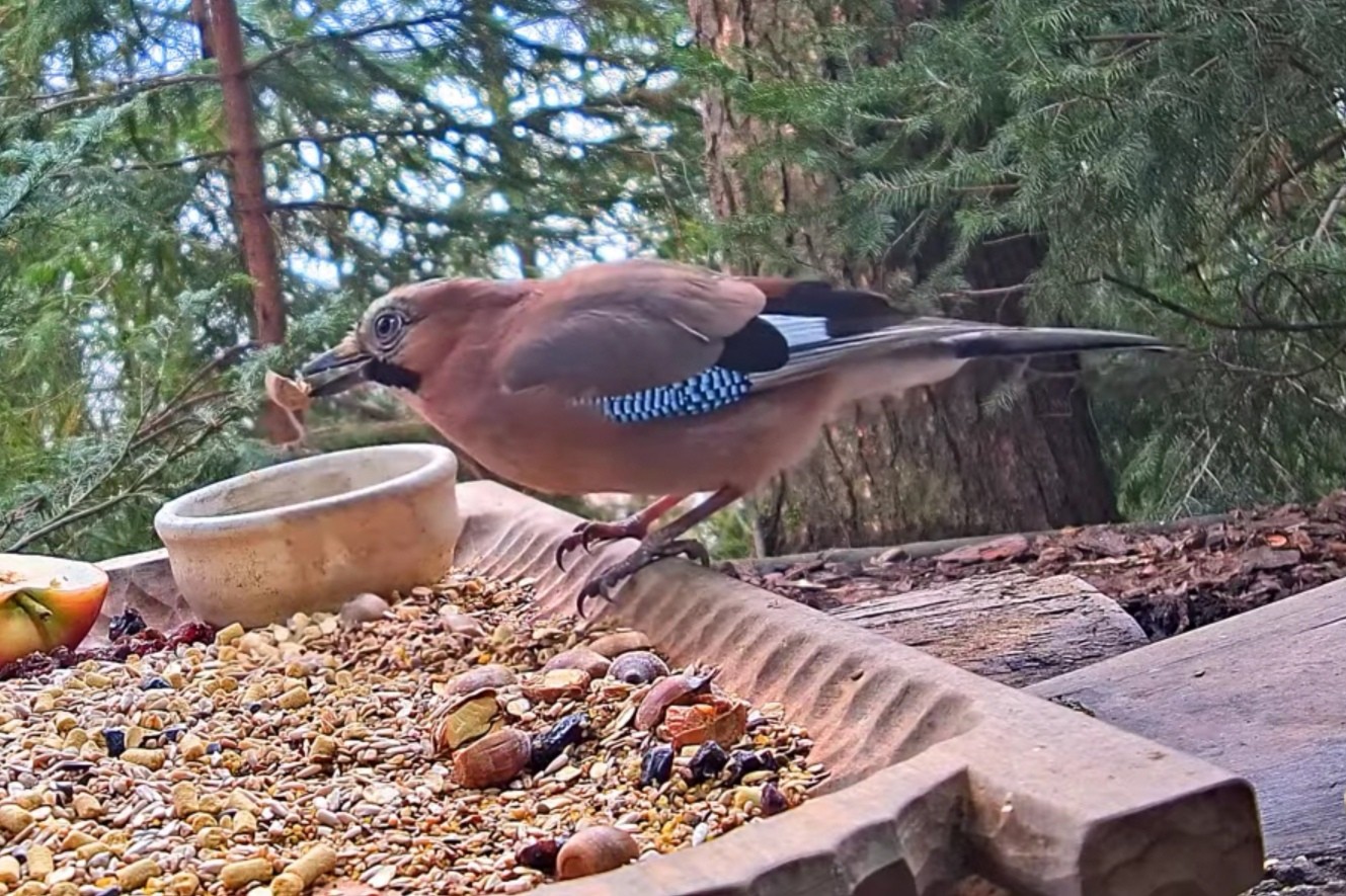 livebirdspoland_fd23f68181157b7c535a2f1761a9ee9c.jpg