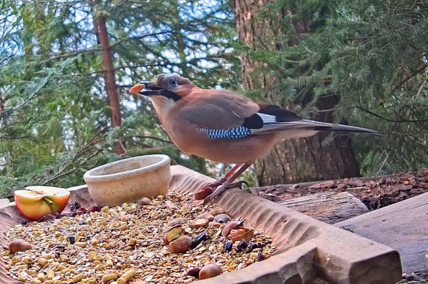 livebirdspoland_5f53aaa092693f7df082563666ef16f9.jpg