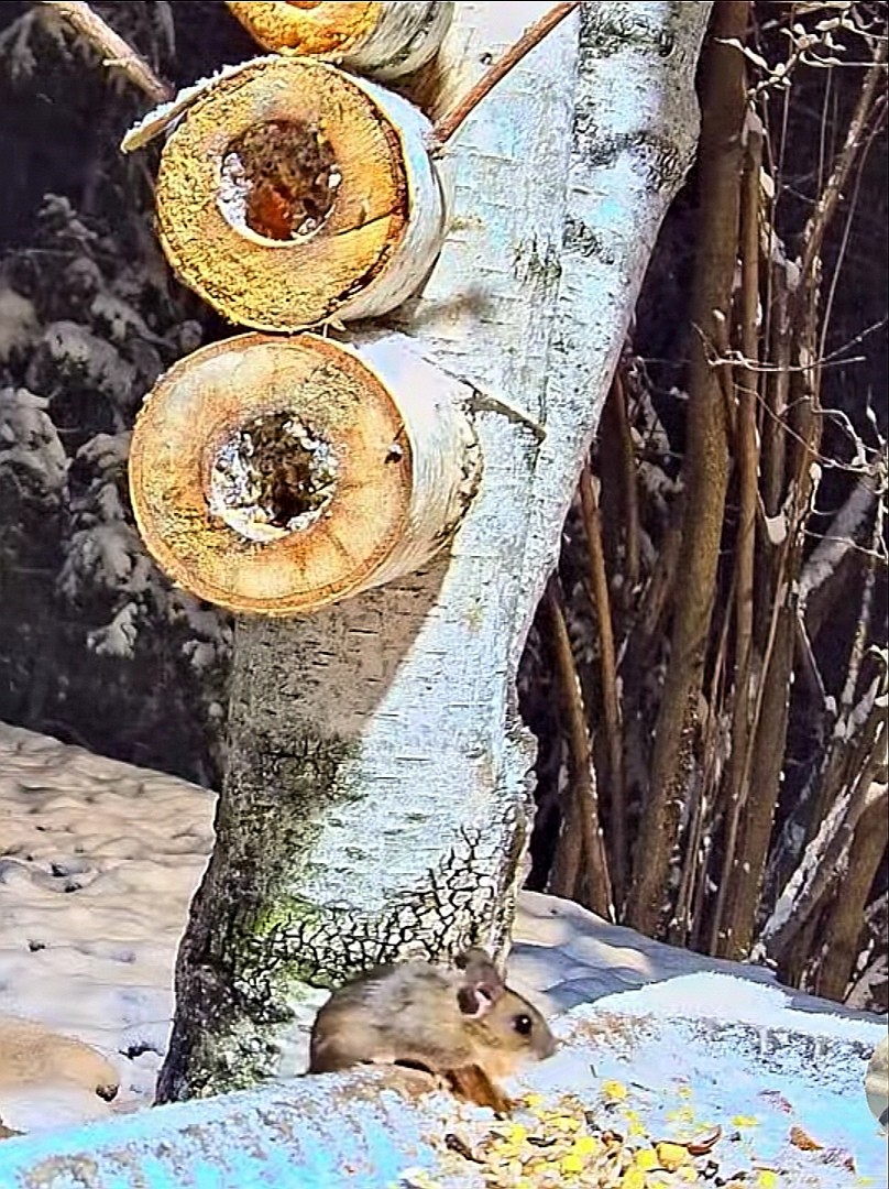 livebirdspoland_9d6e569d3db961ea5e0123e07402a782.jpg