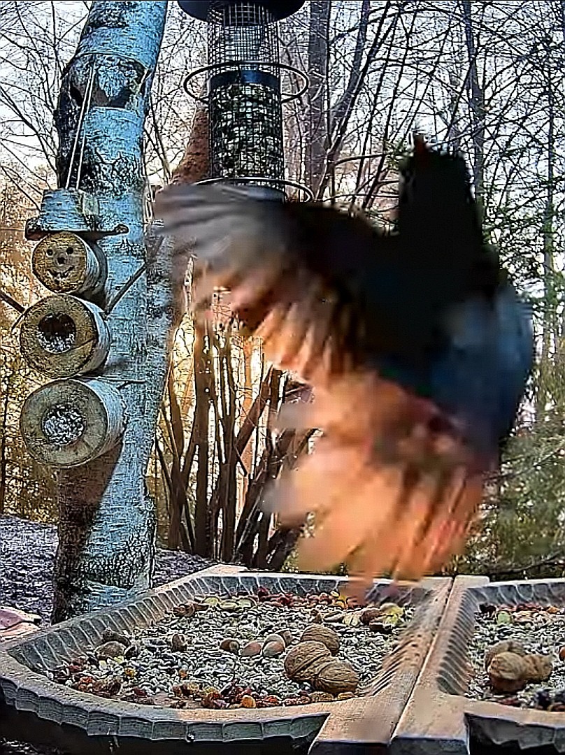 livebirdspoland_8765c2958ae00aa092f2ffe8489743ce.jpg