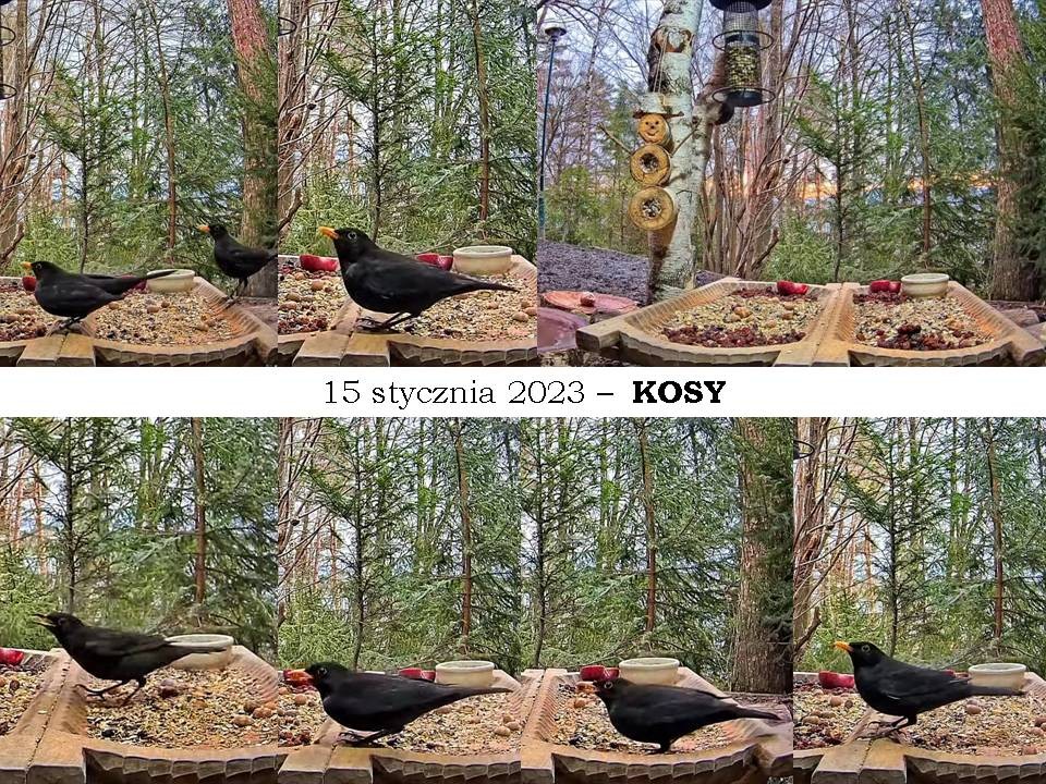 livebirdspoland_a2562e100546b62561826a2542457891.jpg