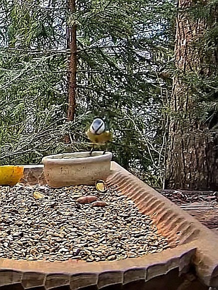 livebirdspoland_1552799f2a6a98d3d5ca5470d6adfaff.jpg