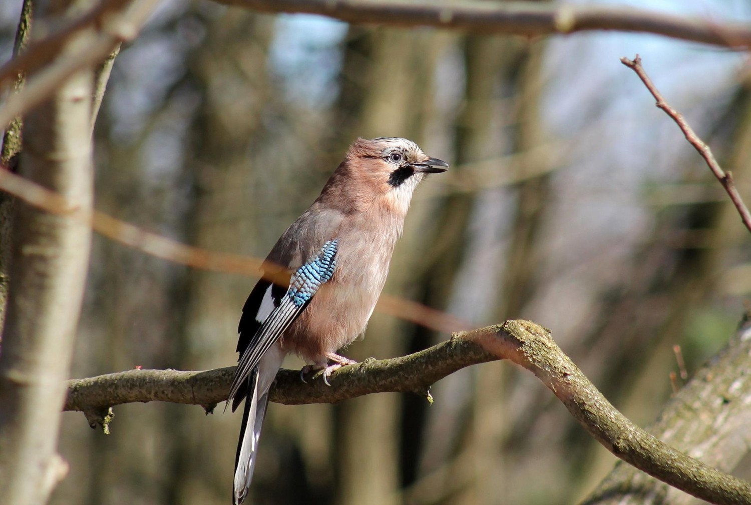 livebirdspoland_aa43fabdd796c5bfe16c491067fc7a54.jpg