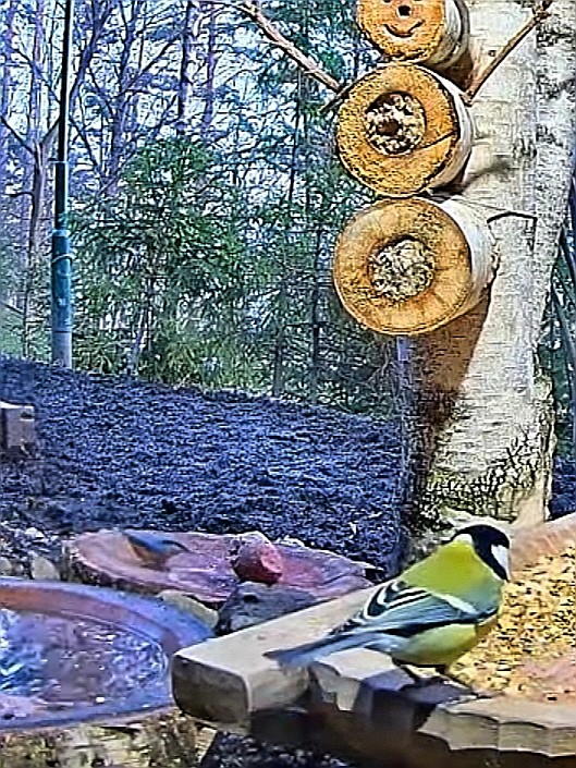 livebirdspoland_671b2fbae4c2f456f8edc3e3b1790eca.jpg