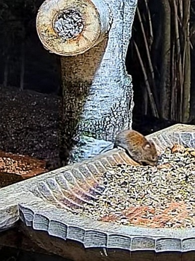 livebirdspoland_dd2de8ffc859d7215730aa3112b6633f.jpg