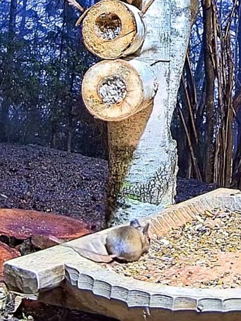 livebirdspoland_158a392fbc227f3cc369a371f3b37c81.jpg