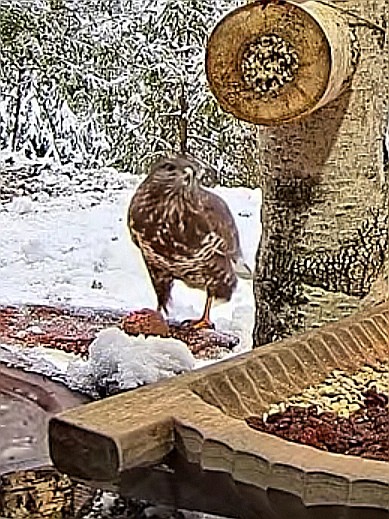 livebirdspoland_71e5510bd3b55b17fe01e5dcffe83808.jpg