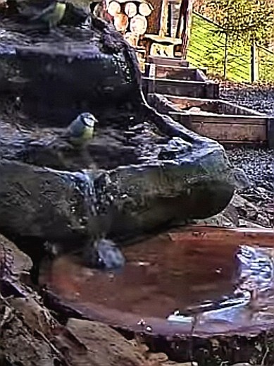 livebirdspoland_c22f5fb1f49190d675cfa00256b0991b.jpg