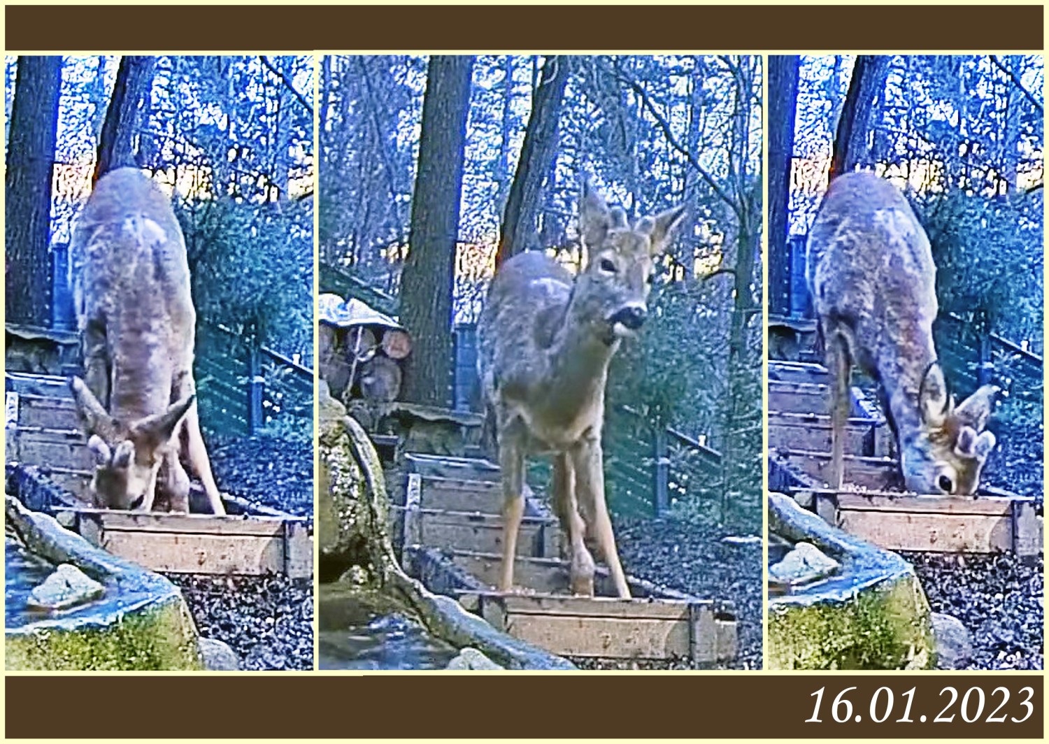 livebirdspoland_fcdb46c185f7f9a0817c0042d3cf8ed6.jpg