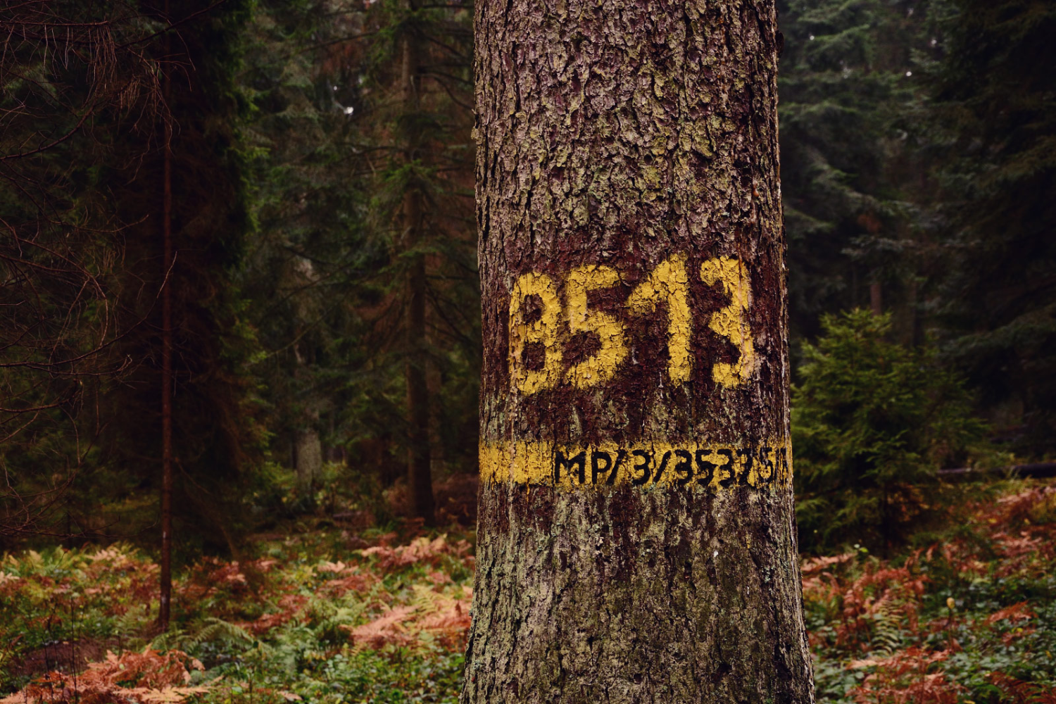 livebirdspoland_ff6b152da645f3c91c00586e6b5133a4.png
