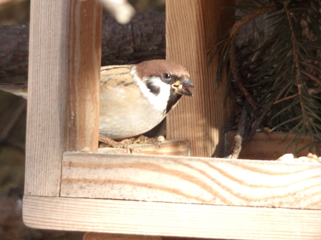 livebirdspoland_be55efaf6edeb9b65b0eccf410fc826a.jpg