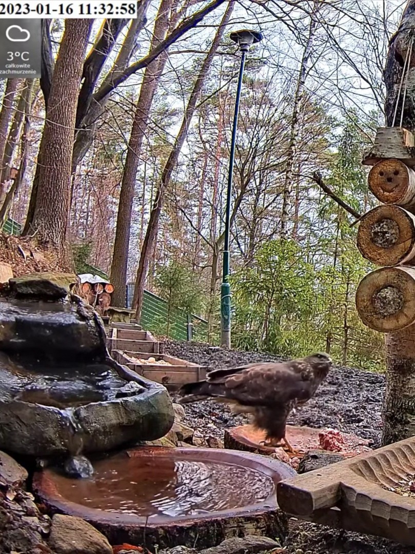 livebirdspoland_456d1a4e42494231b44d358b4f90eec5.jpg