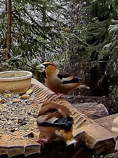 livebirdspoland_2d254c537fa27f5f538df5aa5bc7f795.jpg