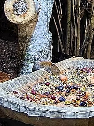 livebirdspoland_8320ae13c1042859dff03525610b8d91.jpg