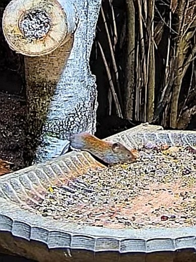 livebirdspoland_432078a281bf880be392b7d57846eeb6.jpg