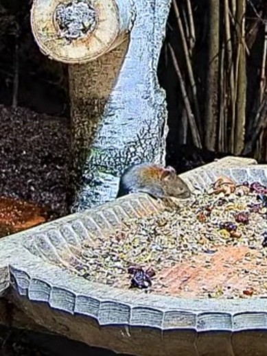 livebirdspoland_c5e44625ba4bfc0162f0206dd01d84be.jpg