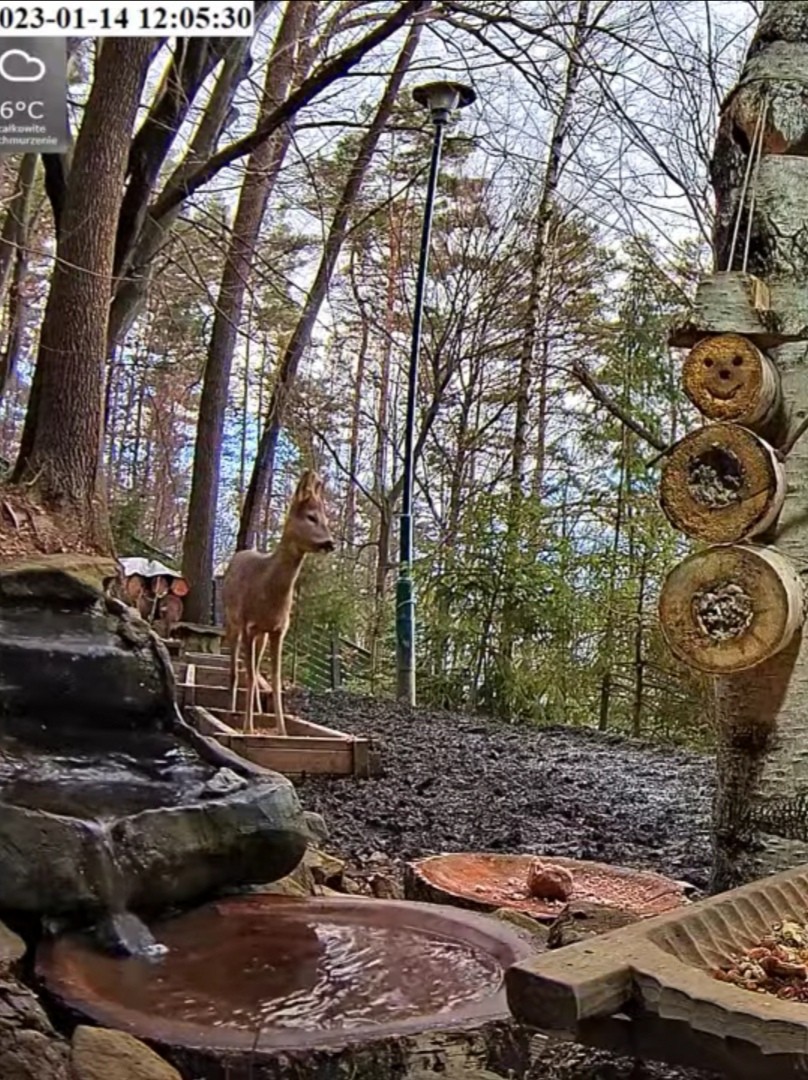 livebirdspoland_358288d8213958f01c29544b2fe7c670.jpg