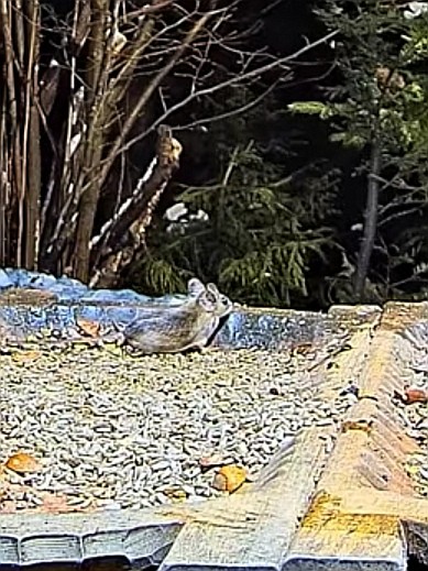 livebirdspoland_816b1a86fda7bcdc0ebc858408579d91.jpg
