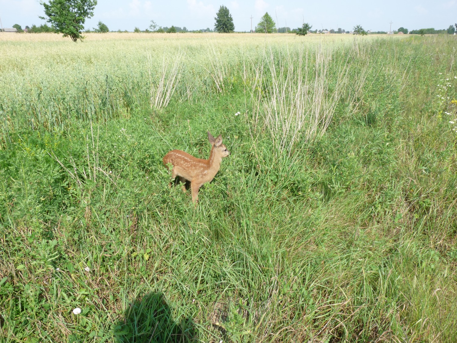 livebirdspoland_c50254d6d5e6bfdcdbb8bc074ed36c92.jpg