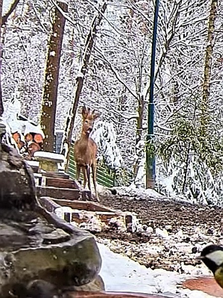 livebirdspoland_d674f6d68d15a1596db4c238958b3194.jpg