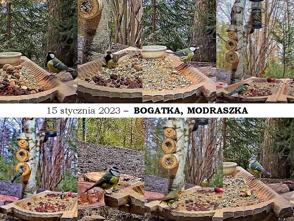 livebirdspoland_9deaa1b67f40a2cb5f04a7651b3320b1.jpg