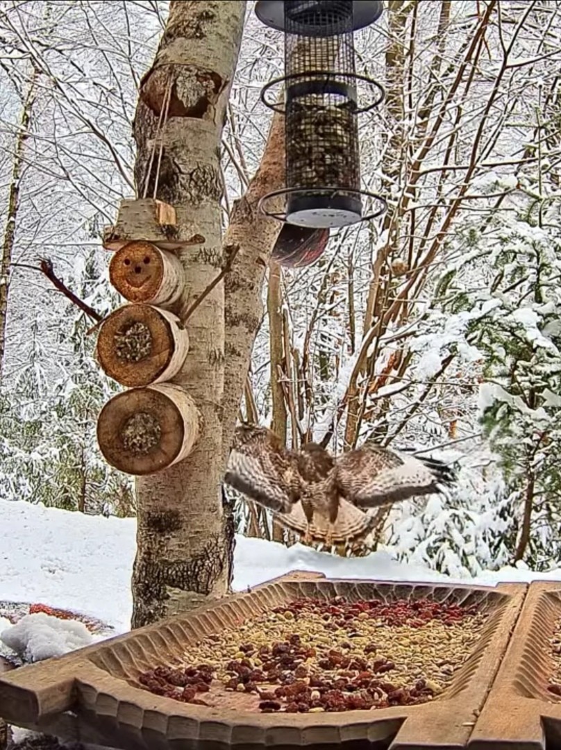 livebirdspoland_c35cc7ca903d5c2d447a847c61a482c7.jpg