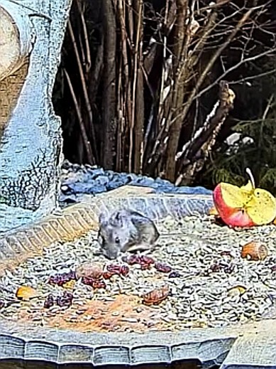 livebirdspoland_14b43df2f78ed2a1e2d38bd333539c2d.jpg