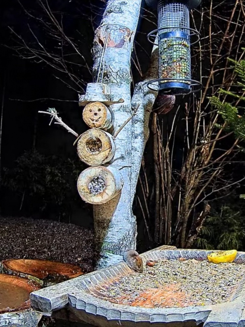 livebirdspoland_11b87d5e4a40274c0b47164801f70f20.jpg
