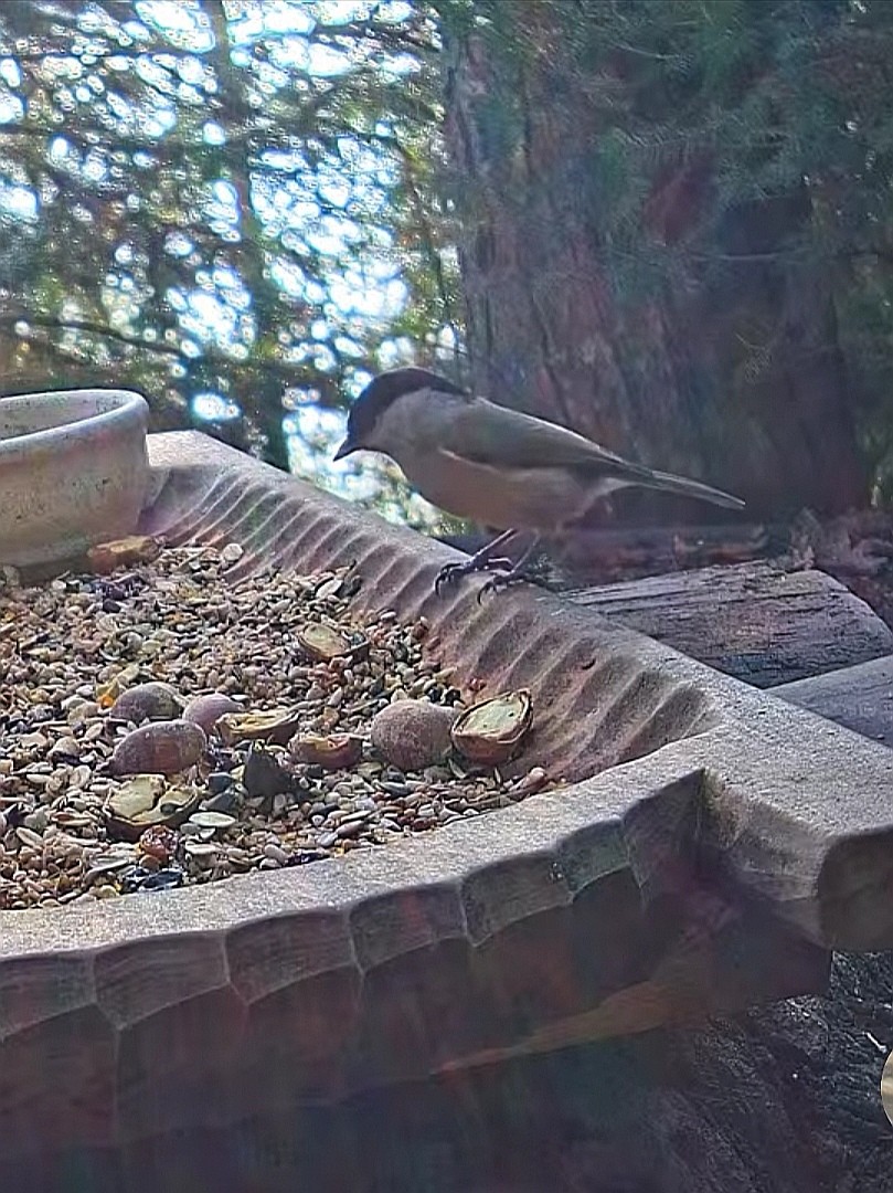livebirdspoland_5971663bfd3749c7f7b8a27242992897.jpg