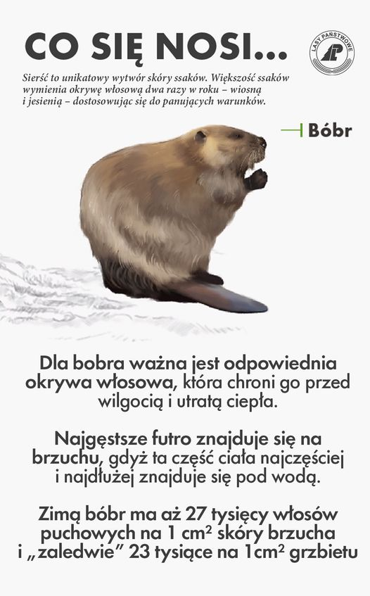 livebirdspoland_42a53b82a31321881f15110d139a4171.png