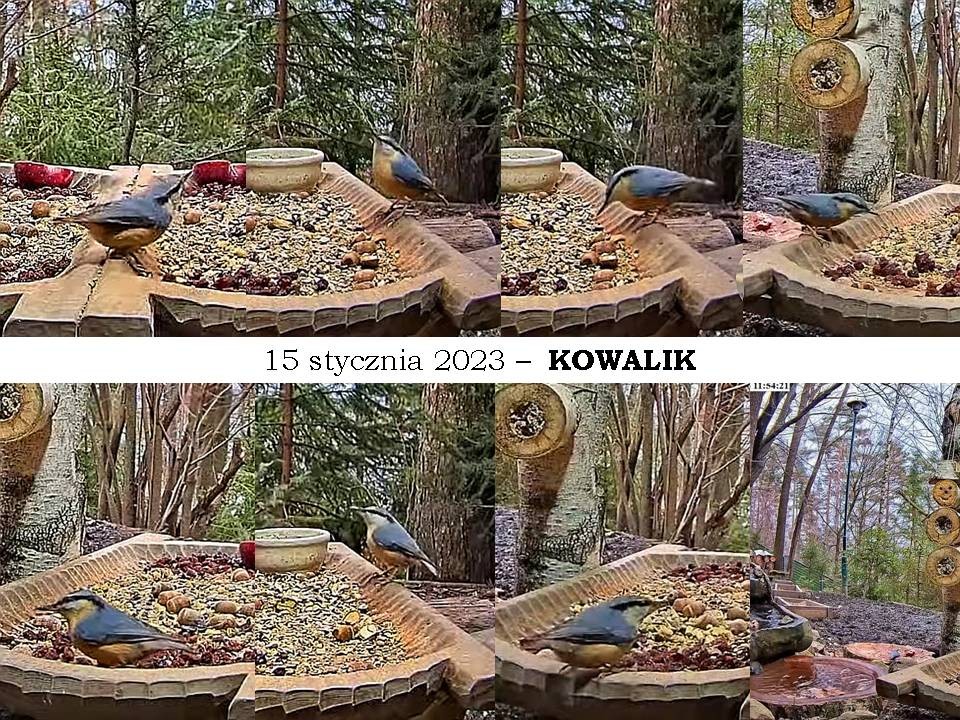 livebirdspoland_6608dc24b9f88fed35c53425afeee2f4.jpg