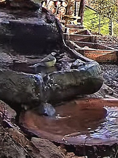 livebirdspoland_3de55c9c727b3886dcb3775c6996b2d4.jpg