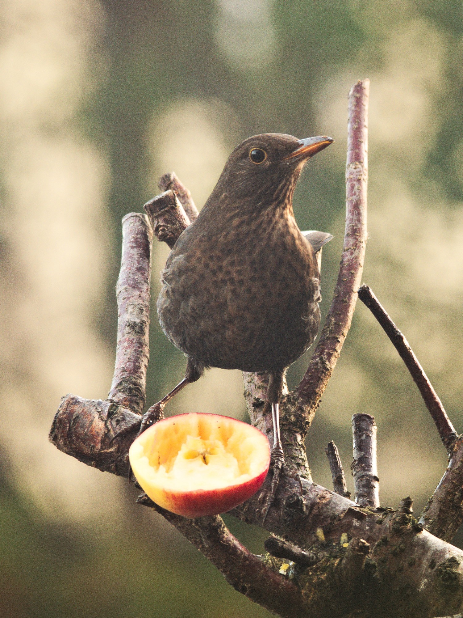 livebirdspoland_22f903081e6291c00e3d2bc80f6b9080.jpg