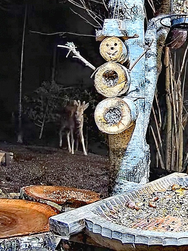 livebirdspoland_057531f9edbbc2576a5ff6c8cdae8a2c.jpg