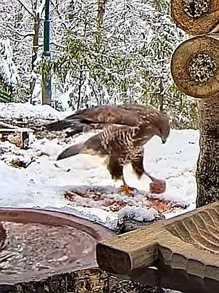 livebirdspoland_58f430754f3c0914d109913550af13b9.jpg