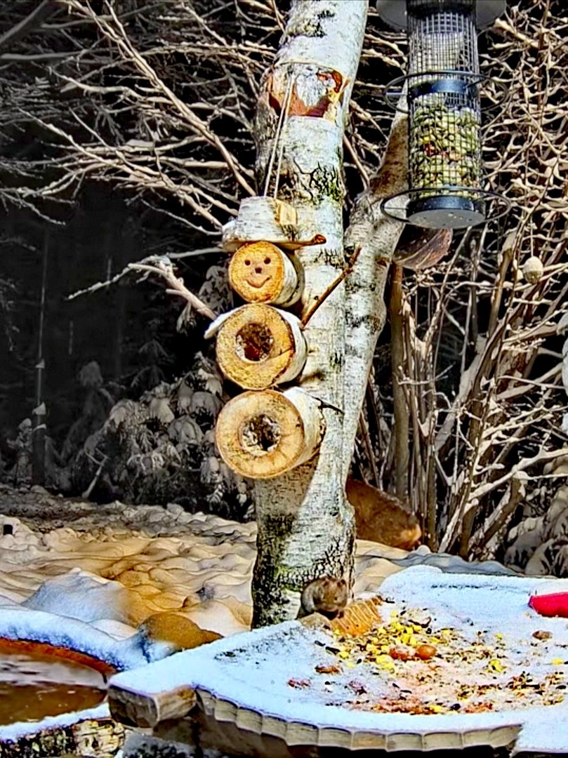 livebirdspoland_766b6a2b58010e490a91e999715437df.jpg