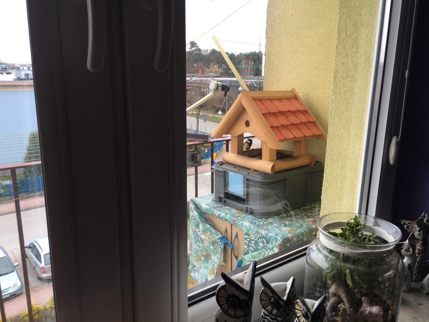 livebirdspoland_e77cf1aabd258863e38e10bd90903c69.jpg