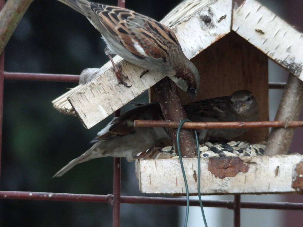 livebirdspoland_b93f3565e7fdcfd184fa56452925fa67.jpg