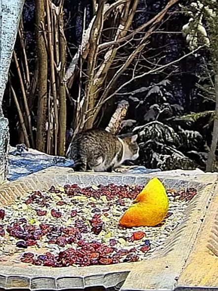 livebirdspoland_06a7187bb4904d7922078f1d166c4870.jpg
