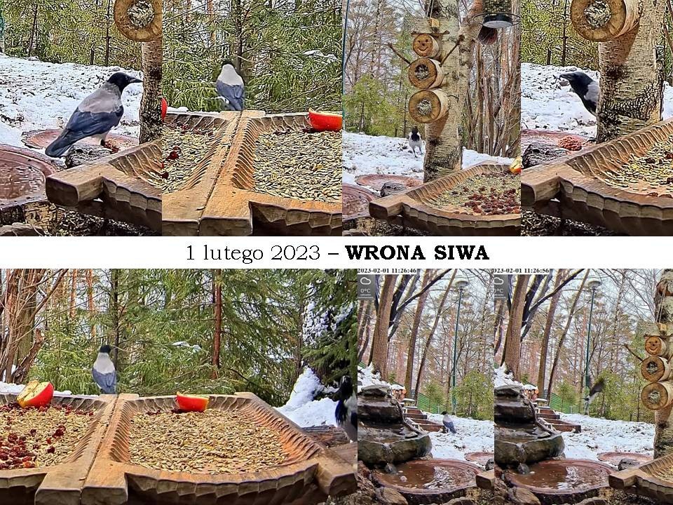 livebirdspoland_f837b2f544007fe2d17459ce750c98f3.jpg