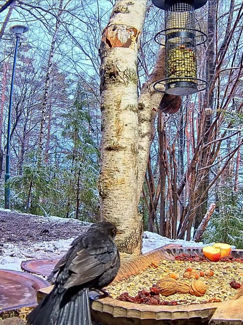 livebirdspoland_8a2aaf9dfdbbc01abc83cb0a73888518.jpg