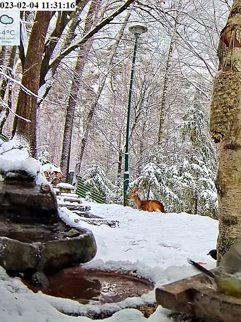 livebirdspoland_e3289ef97c98ac09e99cf6900994f70e.jpg