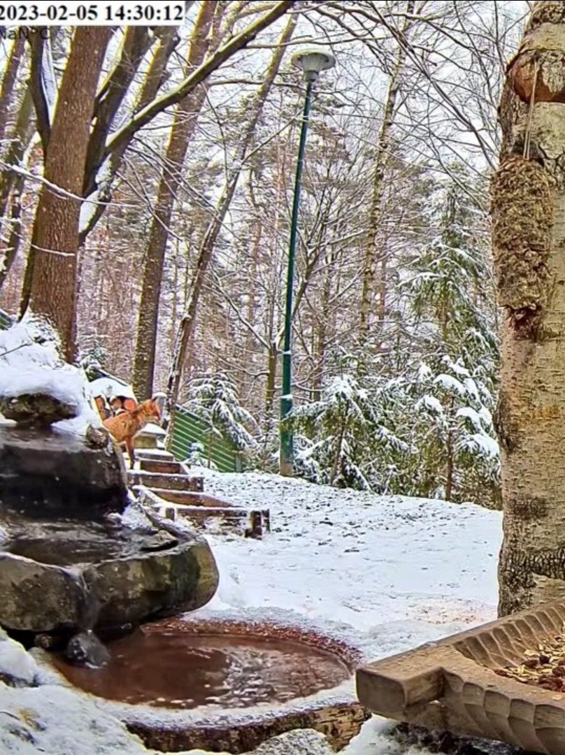 livebirdspoland_a5cf8b3e7448e095bd4e72ec09185e0d.jpg