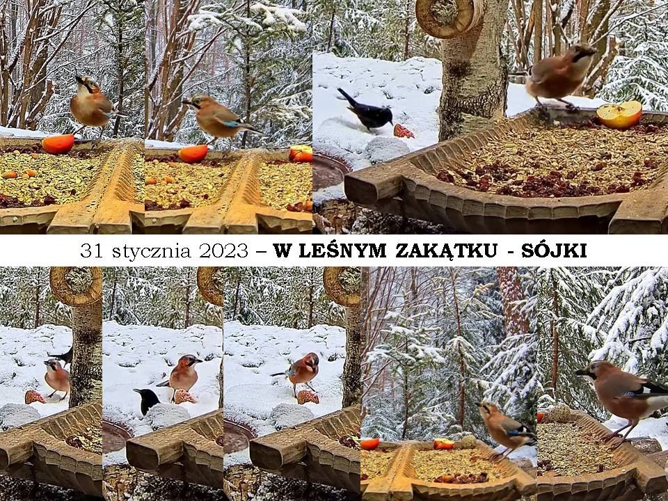 livebirdspoland_473058d6779709f596616eb8c1ec0c78.jpg